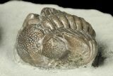 Two Eldredgeops Trilobite Fossils - Silica Shale, Ohio #188875-3